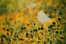 Dandelion Dreams-Delphine Devos-Photographic Print