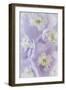 Delphinium Blossoms II-Kathy Mahan-Framed Photographic Print