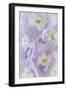 Delphinium Blossoms II-Kathy Mahan-Framed Photographic Print