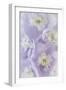 Delphinium Blossoms II-Kathy Mahan-Framed Photographic Print