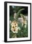 Delphinium Field-Anna Miller-Framed Photographic Print