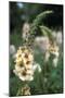 Delphinium Field-Anna Miller-Mounted Photographic Print