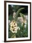 Delphinium Field-Anna Miller-Framed Premium Photographic Print