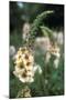 Delphinium Field-Anna Miller-Mounted Premium Photographic Print