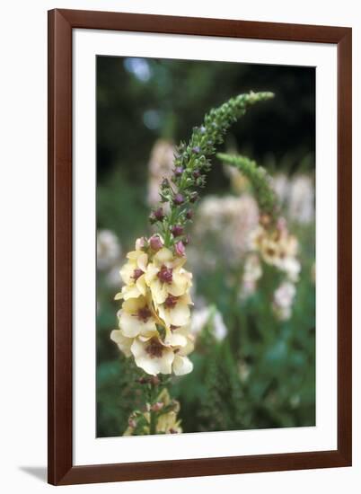 Delphinium Field-Anna Miller-Framed Photographic Print