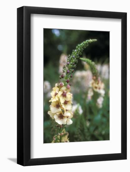 Delphinium Field-Anna Miller-Framed Photographic Print