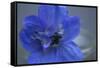 Delphinium Flower I-Rita Crane-Framed Stretched Canvas