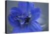 Delphinium Flower I-Rita Crane-Stretched Canvas