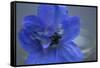 Delphinium Flower I-Rita Crane-Framed Stretched Canvas