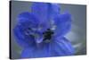 Delphinium Flower I-Rita Crane-Stretched Canvas