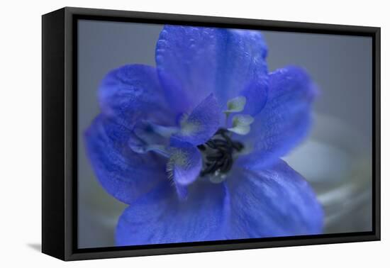 Delphinium Flower I-Rita Crane-Framed Stretched Canvas