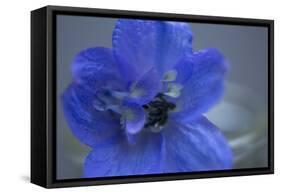 Delphinium Flower I-Rita Crane-Framed Stretched Canvas