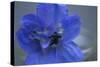 Delphinium Flower I-Rita Crane-Stretched Canvas