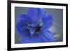 Delphinium Flower I-Rita Crane-Framed Photographic Print