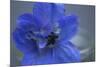 Delphinium Flower I-Rita Crane-Mounted Photographic Print