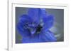 Delphinium Flower I-Rita Crane-Framed Photographic Print