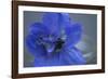 Delphinium Flower I-Rita Crane-Framed Photographic Print