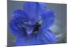 Delphinium Flower I-Rita Crane-Mounted Photographic Print