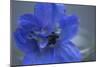 Delphinium Flower I-Rita Crane-Mounted Photographic Print