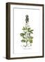 Delphinium staphisagria, Flora Graeca-Ferdinand Bauer-Framed Giclee Print