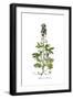 Delphinium staphisagria, Flora Graeca-Ferdinand Bauer-Framed Giclee Print