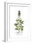 Delphinium staphisagria, Flora Graeca-Ferdinand Bauer-Framed Giclee Print