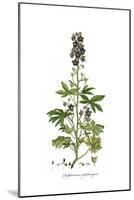 Delphinium staphisagria, Flora Graeca-Ferdinand Bauer-Mounted Giclee Print