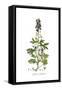 Delphinium staphisagria, Flora Graeca-Ferdinand Bauer-Framed Stretched Canvas
