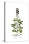 Delphinium staphisagria, Flora Graeca-Ferdinand Bauer-Stretched Canvas