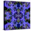 Delphinium X2-Rose Anne Colavito-Stretched Canvas