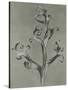 Delphinium-Karl Blossfeldt-Stretched Canvas