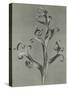 Delphinium-Karl Blossfeldt-Stretched Canvas