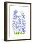 Delphinium-Jacky Parker-Framed Giclee Print