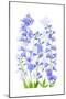 Delphinium-Jacky Parker-Mounted Giclee Print