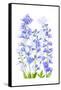 Delphinium-Jacky Parker-Framed Stretched Canvas