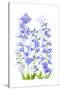 Delphinium-Jacky Parker-Stretched Canvas