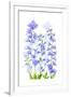 Delphinium-Jacky Parker-Framed Giclee Print