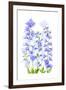 Delphinium-Jacky Parker-Framed Giclee Print