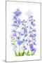 Delphinium-Jacky Parker-Mounted Giclee Print