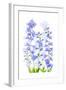 Delphinium-Jacky Parker-Framed Giclee Print