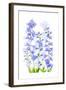 Delphinium-Jacky Parker-Framed Giclee Print