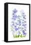 Delphinium-Jacky Parker-Framed Stretched Canvas