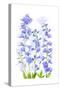 Delphinium-Jacky Parker-Stretched Canvas