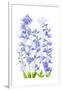 Delphinium-Jacky Parker-Framed Giclee Print