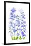 Delphinium-Jacky Parker-Framed Giclee Print