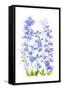 Delphinium-Jacky Parker-Framed Stretched Canvas