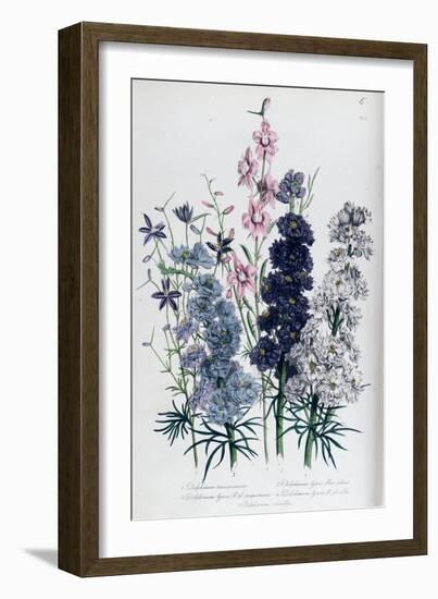 Delphiniums, Plate 3 from "The Ladies" Flower Garden", Published 1842-Jane W. Loudon-Framed Giclee Print