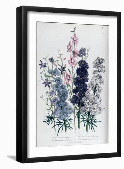 Delphiniums, Plate 3 from "The Ladies" Flower Garden", Published 1842-Jane W. Loudon-Framed Giclee Print