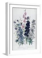 Delphiniums, Plate 3 from "The Ladies" Flower Garden", Published 1842-Jane W. Loudon-Framed Giclee Print