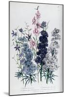 Delphiniums, Plate 3 from "The Ladies" Flower Garden", Published 1842-Jane W. Loudon-Mounted Giclee Print
